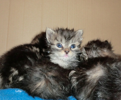 saint francis hospice rescue kittens 2