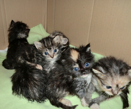 saint francis hospice rescue kittens 3