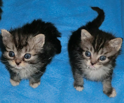 saint francis hospice rescue kittens 4