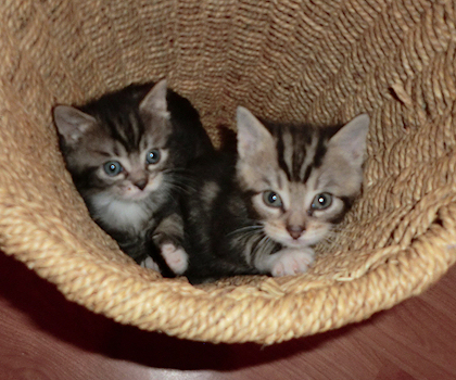 saint francis hospice rescue kittens 5