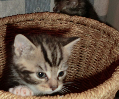 saint francis hospice rescue kittens 6